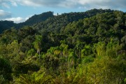 Lauraceas State Park - Adrianopolis city - Parana state (PR) - Brazil