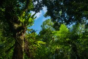Xaxim - Lauraceas State Park - Adrianopolis city - Parana state (PR) - Brazil