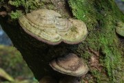 Detail of Fungus on Tree Trunk - Lauraceas State Park - Adrianopolis city - Parana state (PR) - Brazil