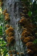 Detail of Fungus on Tree Trunk - Lauraceas State Park - Adrianopolis city - Parana state (PR) - Brazil