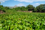 View of Paraguai River with Serra do Amolar in the background - Corumba city - Mato Grosso do Sul state (MS) - Brazil