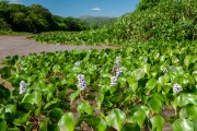 View of Paraguai River with Serra do Amolar in the background - Corumba city - Mato Grosso do Sul state (MS) - Brazil