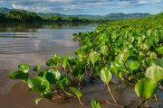 View of Paraguai River with Serra do Amolar in the background - Corumba city - Mato Grosso do Sul state (MS) - Brazil