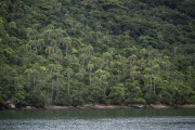 View of the Atlantic Forest area on Ilha Grande - Angra dos Reis city - Rio de Janeiro state (RJ) - Brazil