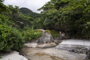 Atlantic rainforest on Aventureiro Beach - Angra dos Reis city - Rio de Janeiro state (RJ) - Brazil
