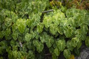 Vegetation on Aventureiro Beach - Angra dos Reis city - Rio de Janeiro state (RJ) - Brazil