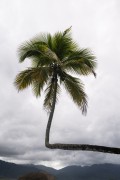 Coconut tree symbol of Aventureiro Beach - Angra dos Reis city - Rio de Janeiro state (RJ) - Brazil