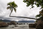 Coconut tree symbol of Aventureiro Beach - Angra dos Reis city - Rio de Janeiro state (RJ) - Brazil