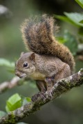 Detail of brazilian squirrel (Sciurus aestuans) - Serrinha do Alambari Environmental Protection Area - Resende city - Rio de Janeiro state (RJ) - Brazil