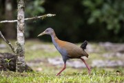 Gray-necked Wood-Rail (Aramides cajaneus) - Serrinha do Alambari Environmental Protection Area  - Resende city - Rio de Janeiro state (RJ) - Brazil