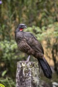 Dusky-legged guan (Penelope obscura) - Serrinha do Alambari Environmental Protection Area - Resende city - Rio de Janeiro state (RJ) - Brazil