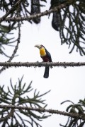 Detail of Green-billed Toucan (Ramphastos dicolorus) - also known as the Red-breasted Toucan - Serrinha do Alambari Environmental Protection Area - Resende city - Rio de Janeiro state (RJ) - Brazil