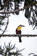 Detail of Green-billed Toucan (Ramphastos dicolorus) - also known as the Red-breasted Toucan - Serrinha do Alambari Environmental Protection Area - Resende city - Rio de Janeiro state (RJ) - Brazil