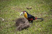 Detail of Green-billed Toucan (Ramphastos dicolorus) looking for an egg in the nest - also known as the Red-breasted Toucan - Serrinha do Alambari Environmental Protection Area - Resende city - Rio de Janeiro state (RJ) - Brazil