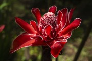Detail of torch ginger (Etlingera elatior) - Serrinha do Alambari Environmental Protection Area - Resende city - Rio de Janeiro state (RJ) - Brazil