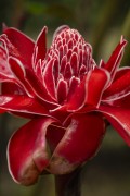 Detail of torch ginger (Etlingera elatior) - Serrinha do Alambari Environmental Protection Area - Resende city - Rio de Janeiro state (RJ) - Brazil