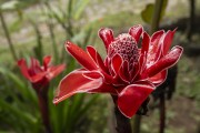 Detail of torch ginger (Etlingera elatior) - Serrinha do Alambari Environmental Protection Area - Resende city - Rio de Janeiro state (RJ) - Brazil