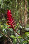 Detail of inflorescence of bromeliad - Serrinha do Alambari Environmental Protection Area - Resende city - Rio de Janeiro state (RJ) - Brazil