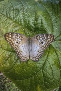 Butterfly (Anartia jatrophae) on flower - Serrinha do Alambari Environmental Protection Area - Resende city - Rio de Janeiro state (RJ) - Brazil