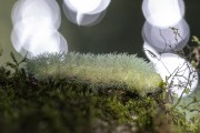 Detail of the moth caterpillar (Hyperchiria sp.) - Serrinha do Alambari Environmental Protection Area - Resende city - Rio de Janeiro state (RJ) - Brazil