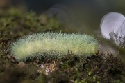 Detail of the moth caterpillar (Hyperchiria sp.) - Serrinha do Alambari Environmental Protection Area - Resende city - Rio de Janeiro state (RJ) - Brazil