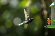 Detail of black jacobin (Florisuga fusca) - Serrinha do Alambari Environmental Protection Area - Resende city - Rio de Janeiro state (RJ) - Brazil