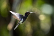 Detail of black jacobin (Florisuga fusca) - Serrinha do Alambari Environmental Protection Area - Resende city - Rio de Janeiro state (RJ) - Brazil