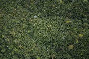 Picture taken with drone of the Serrinha do Alambari Environmental Protection Area  - Resende city - Rio de Janeiro state (RJ) - Brazil