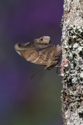 Butterfly (Historis odius) on tree trunk - Serrinha do Alambari Environmental Protection Area - Resende city - Rio de Janeiro state (RJ) - Brazil