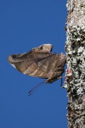Butterfly (Historis odius) on tree trunk - Serrinha do Alambari Environmental Protection Area - Resende city - Rio de Janeiro state (RJ) - Brazil