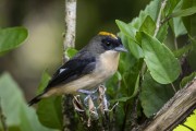 Detail of black-goggled Tanager (Lanio melanops) - Serrinha do Alambari Environmental Protection Area - Resende city - Rio de Janeiro state (RJ) - Brazil