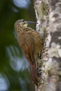 Detail of planalto woodcreeper (Dendrocolaptes platyrostris) - Serrinha do Alambari Environmental Protection Area - Resende city - Rio de Janeiro state (RJ) - Brazil