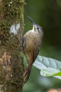 Detail of planalto woodcreeper (Dendrocolaptes platyrostris) - Serrinha do Alambari Environmental Protection Area - Resende city - Rio de Janeiro state (RJ) - Brazil