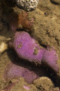Colored corals at Moreira Beach - Prado city - Bahia state (BA) - Brazil