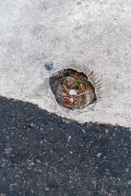 Hole in pedestrian crossing - Corner of Raul Pompeia and Francisco Otaviano streets - Rio de Janeiro city - Rio de Janeiro state (RJ) - Brazil