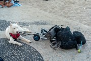 Dog tied to a stroller on the Copacabana Beach boardwalk - Rio de Janeiro city - Rio de Janeiro state (RJ) - Brazil
