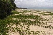 River mouth and desert beach - Imbassuaba Beach - Prado city - Bahia state (BA) - Brazil