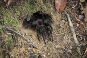 Black Tarantula Spider (Grammostola pulchra) - Near Anavilhanas National Park - Novo Airao city - Amazonas state (AM) - Brazil