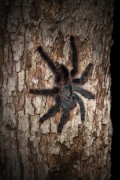 South American Pink-Toe Spider (Avicularia sp.) - Near Anavilhanas National Park - Novo Airao city - Amazonas state (AM) - Brazil