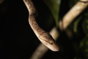 Amazon Tree Boa (Corallus hortulanus) - Near Anavilhanas National Park - Novo Airao city - Amazonas state (AM) - Brazil