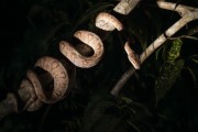 Amazon Tree Boa (Corallus hortulanus) - Near Anavilhanas National Park - Novo Airao city - Amazonas state (AM) - Brazil