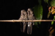 Couple of Band-tailed Nighthawk (Nyctiprogne leucopyga) - Anavilhanas National Park - Manaus city - Amazonas state (AM) - Brazil