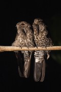 Couple of Band-tailed Nighthawk (Nyctiprogne leucopyga) - Anavilhanas National Park - Manaus city - Amazonas state (AM) - Brazil
