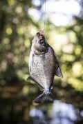 Piranha (Pygocentrus) Fishing in the Negro River - Anavilhanas National Park - Manaus city - Amazonas state (AM) - Brazil
