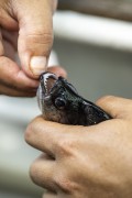 Piranha (Pygocentrus) Fishing in the Negro River - Anavilhanas National Park - Manaus city - Amazonas state (AM) - Brazil