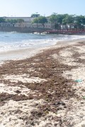 Seaweed from the sand of Copacabana Beach - Rio de Janeiro city - Rio de Janeiro state (RJ) - Brazil