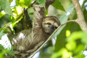 Pale-throated Sloth (Bradypus tridactylus) - Near Anavilhanas National Park - Novo Airao city - Amazonas state (AM) - Brazil
