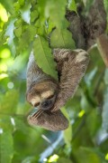 Pale-throated Sloth (Bradypus tridactylus) - Near Anavilhanas National Park - Novo Airao city - Amazonas state (AM) - Brazil