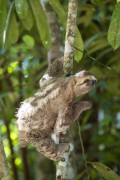 Pale-throated Sloth (Bradypus tridactylus) - Near Anavilhanas National Park - Novo Airao city - Amazonas state (AM) - Brazil
