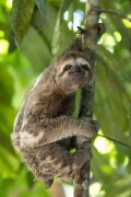 Pale-throated Sloth (Bradypus tridactylus) - Near Anavilhanas National Park - Novo Airao city - Amazonas state (AM) - Brazil
